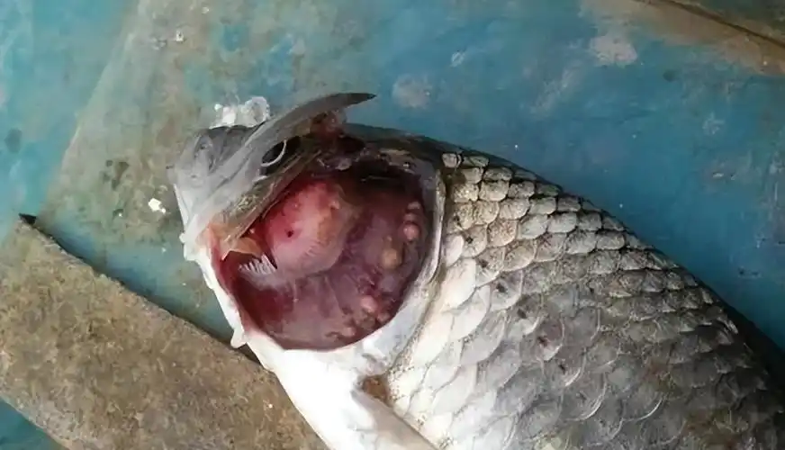 死亡率很高的鲫鱼孢子虫病_寄生虫病_西南渔业网 水花鱼 水产养殖专业