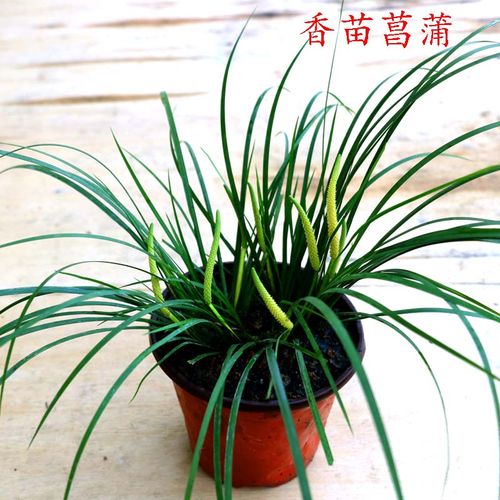 菖蒲 随手香  香苗 茴香味菖蒲 龙根 文房清供 水培绿植花卉盆栽