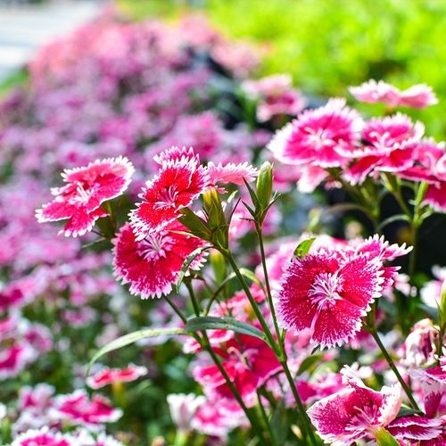 欧石竹花种籽子五彩石竹花籽四季开花易种活庭院美国少女石竹种子
