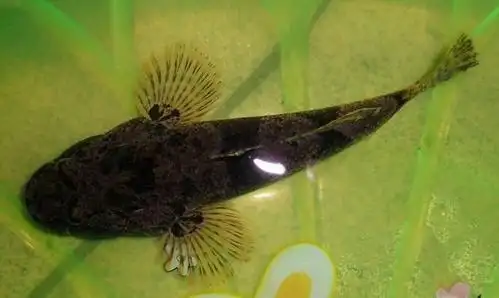 农民耕田抓到这种鱼,他四处寻问却无人知晓_沙塘鳢