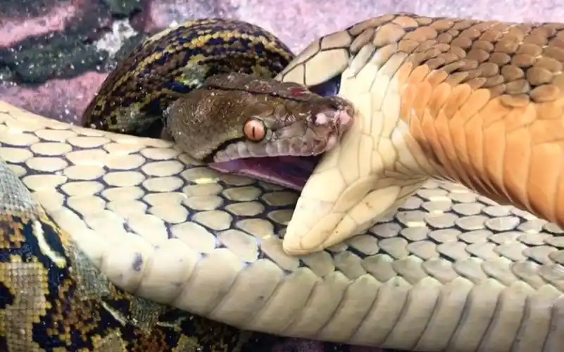 眼镜王蛇与蟒蛇的终极较量