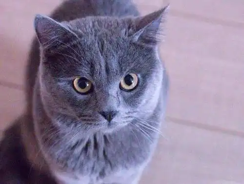 沙特尔猫可是法国传统爱猫!被誉为世界三大蓝猫之一!