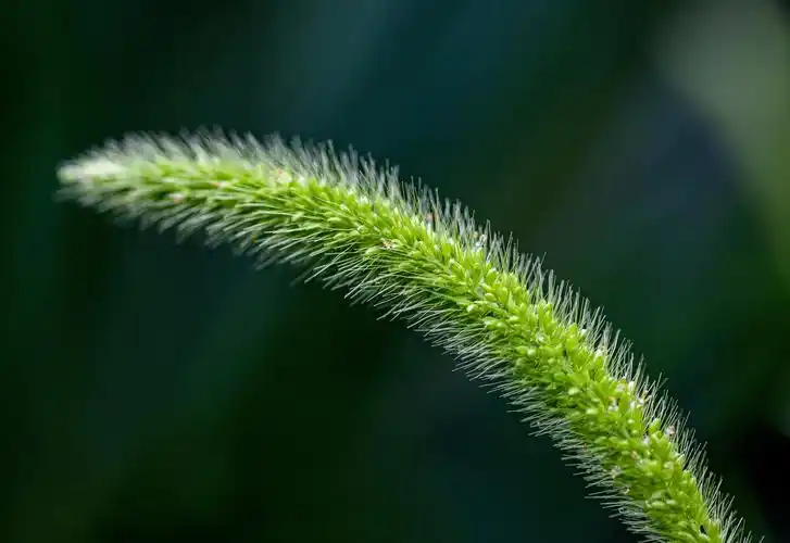 狗尾巴草别名狗尾草,属禾本科,狗尾草属一年生草本植物.