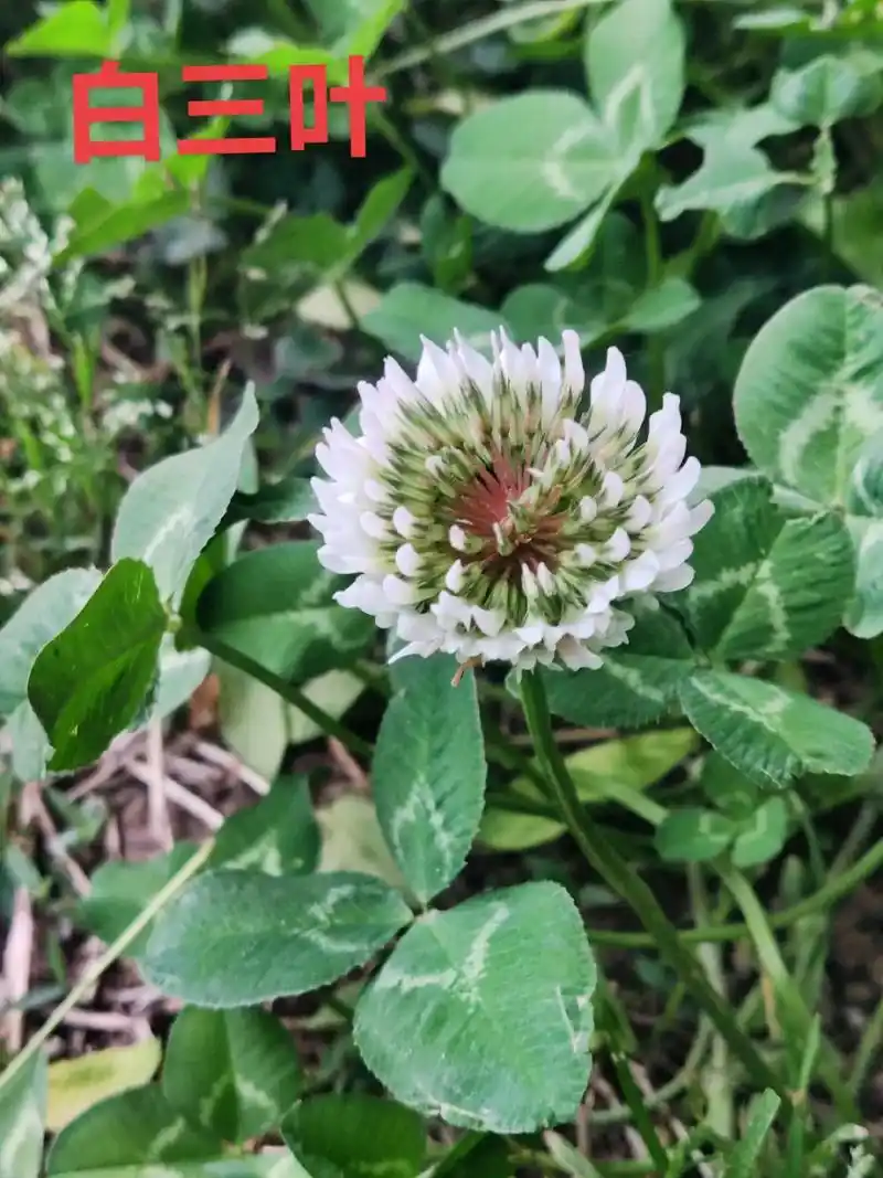 白三叶,又名白花三叶草,白车轴草. - 抖音