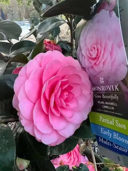 会变色的山茶花