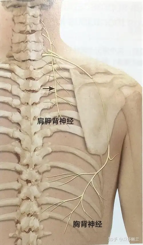 肩胛背神经是来自颈5神经根的与胸长神经合干的神经.