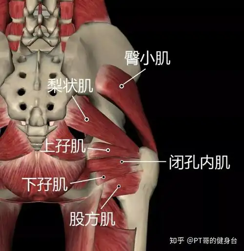 梨状肌,上孖(ma,一声)肌,下孖肌,闭孔内肌,股方肌表层:臀大肌,臀中肌