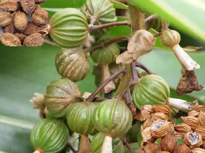 养胃祛湿用砂仁