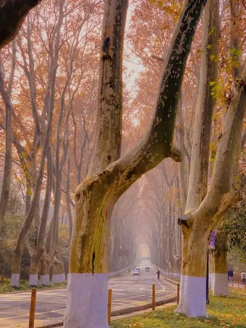 树是梧桐树城是南京城