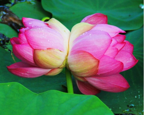 并蒂莲的花语是什么?并蒂莲的凄美传说你听过了吗?