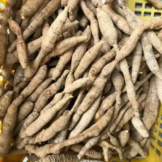 野生牛大力酒牛大力新鲜500g煲汤料养生滋补中药材泡酒广西野生金【图