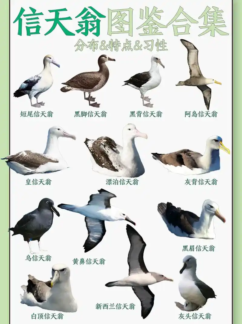 信天翁图鉴合集大赏.信天翁,地球上最大,最能飞,最忠贞的飞鸟 - 抖音