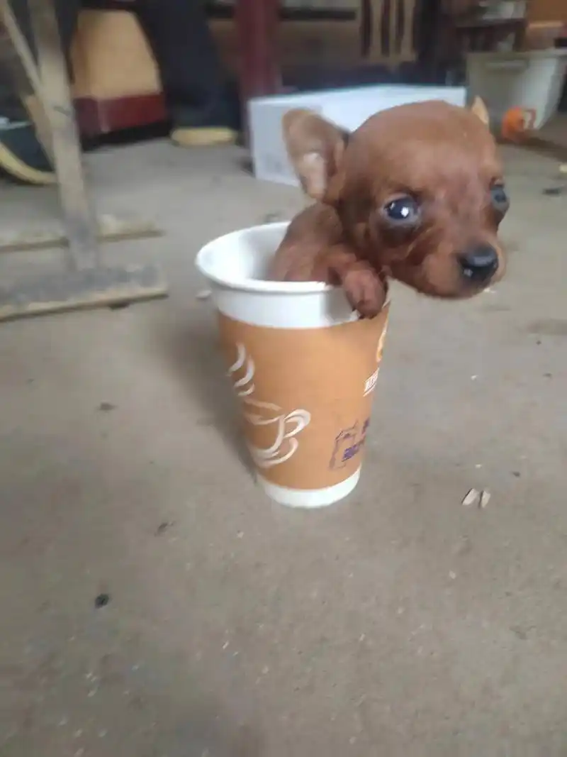 五十天纸杯能放下的小鹿犬铁包金母红公,寻找金饭碗