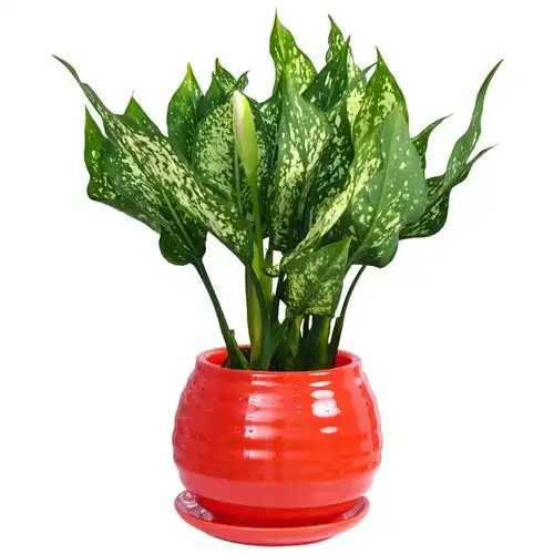 梦邦皇后翡翠万年青盆栽植物室内办公桌客厅茶几绿植