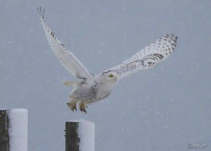 钟爱大雪纷飞的雪鸮
