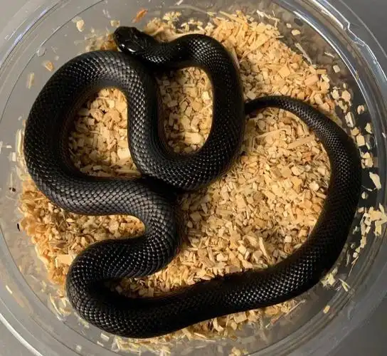 黑的发亮精品黑王大苗在售