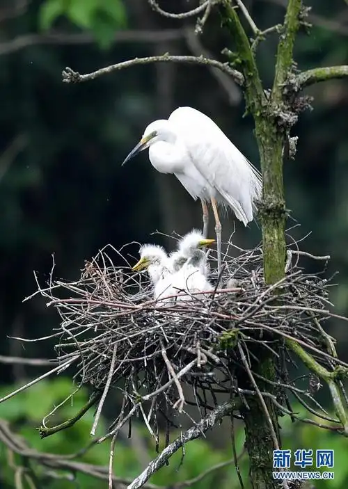鄱阳湖畔白鹭进入孵化哺育旺季