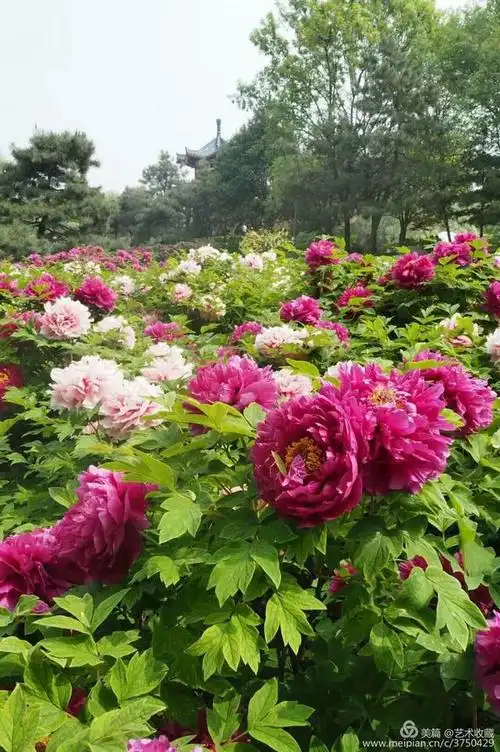 唯有牡丹真国色,请为洛阳牡丹评国花投上一票