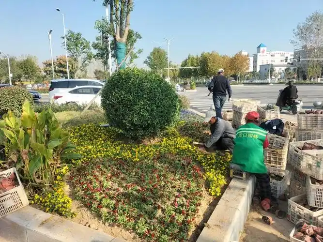 为进一步美化城市环境,持续提升城市绿化品质,让绿化带,渠化岛达到三