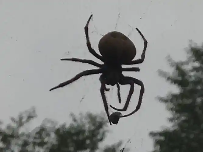 屋檐下有一个大蜘蛛正在觅食.