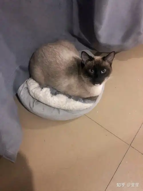 布偶猫和暹罗猫的串串什么样的? - 知乎