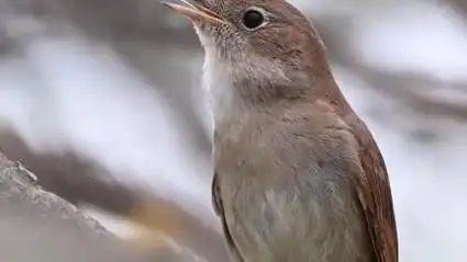 夜莺鸟婉转动听的鸣叫声