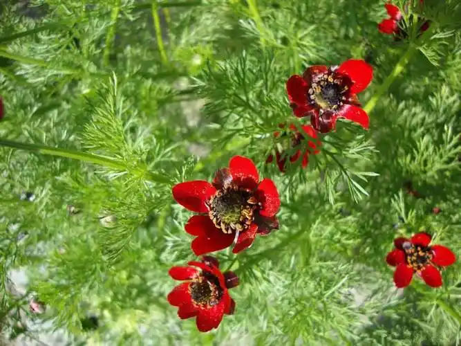 福寿花花卉阳台庭院绿化花品种齐全量大优惠可以货到付款