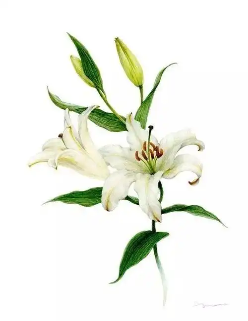 水彩画出来的百合花,真的很迷人