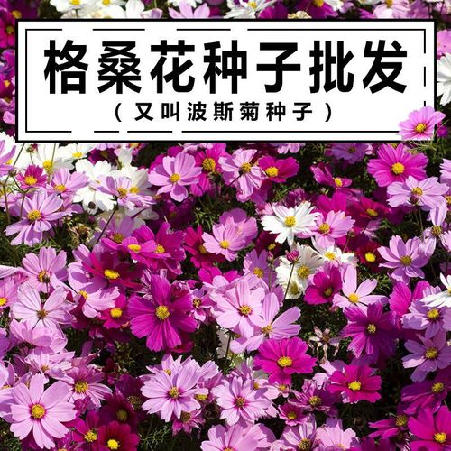 波斯菊种子格桑花种子室外四季开花易活庭院七彩花卉种子花种籽子