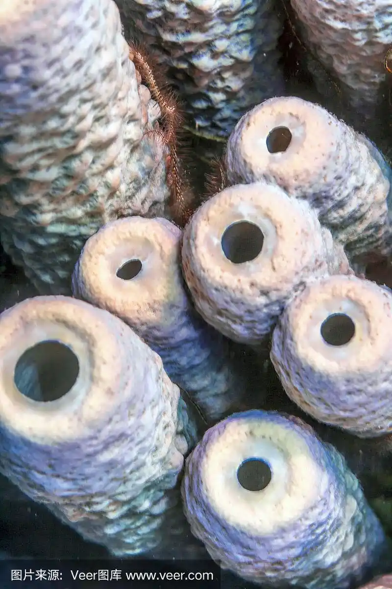 海绵,烟囱海绵,管状海绵,波耐尔,利沃德