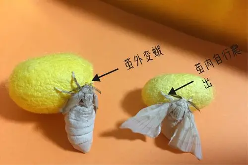 春蚕吐丝,破茧成蝶——宁波市广济中心小学103班 朱