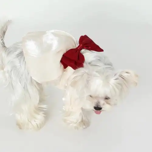 来自纽约的蝴蝶结丝质狗狗小礼服