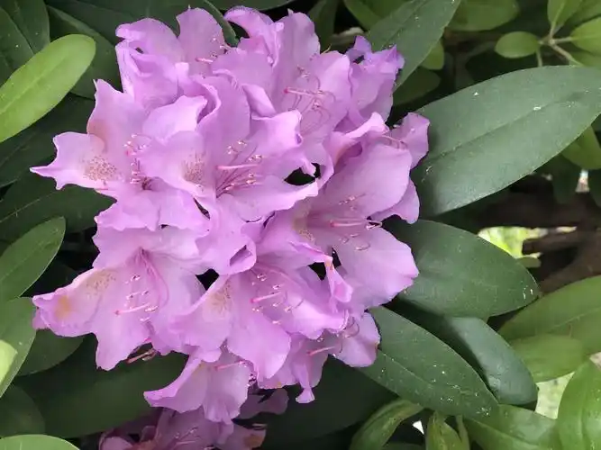 我镜头下贝城的春花夏草—拍照识花