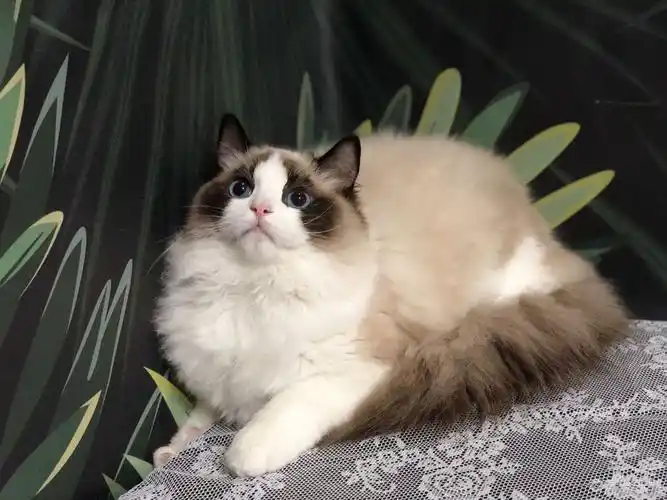 布偶海双母猫发情寻找一只公布偶海双配种送小猫或者公的海双布偶借配