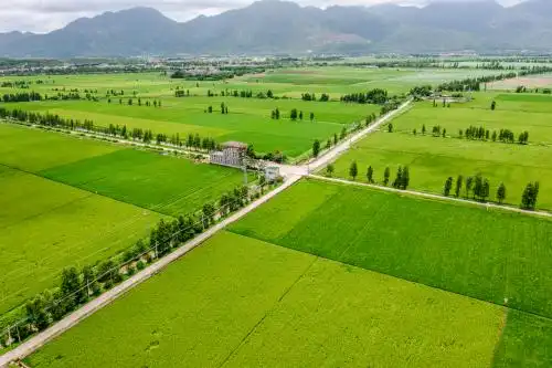 中国广东省江门市台山市都斛镇万亩稻田