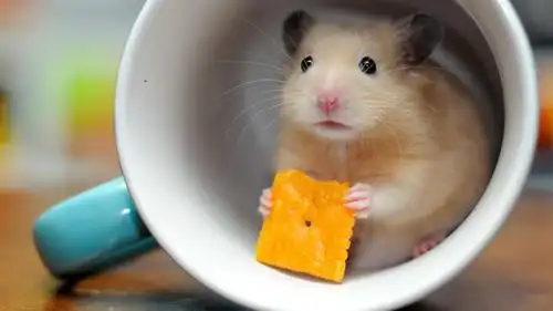 呆萌小仓鼠可爱高清桌面壁纸 -动物壁纸-手机壁纸下载-美桌网