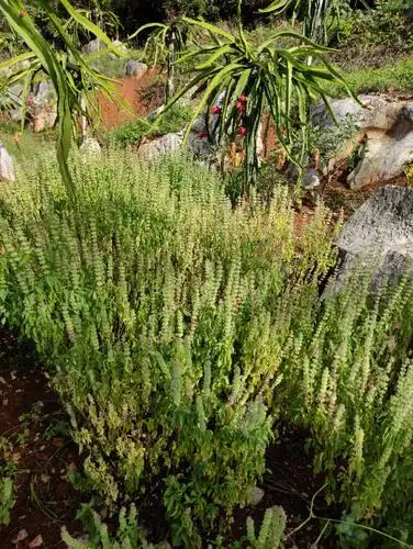 路边多多的五香