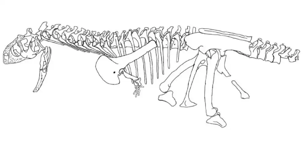 今天画只萨氏食肉牛龙的骨骼图