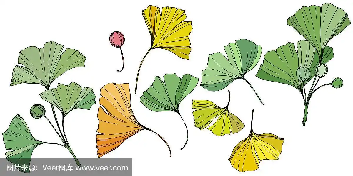 银杏叶.园林植物.孤立的银杏插图元素上的白色背景.