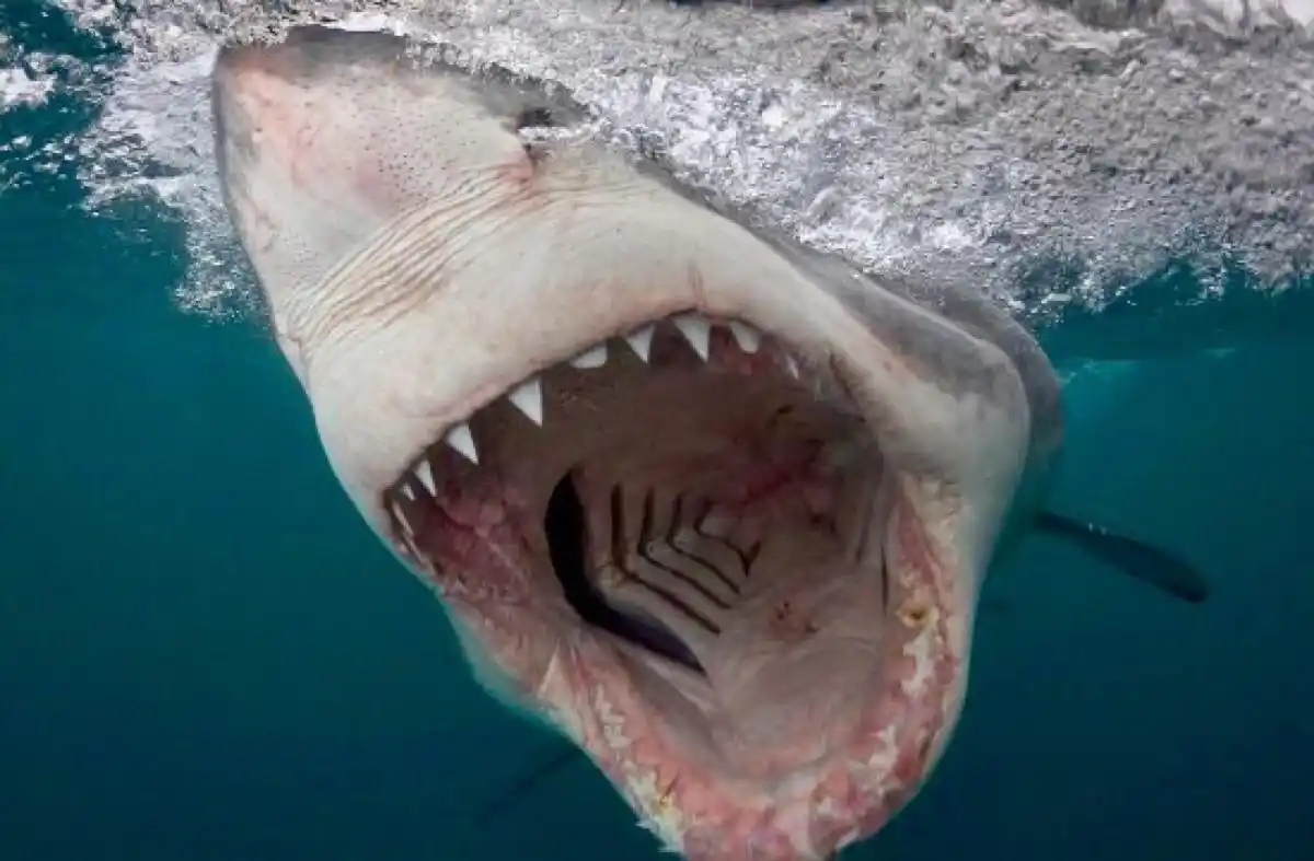 25岁的美国海洋生物学家克里斯-珀金斯是南非鲨鱼湾研究中心的研究员