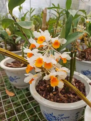 铁皮石斛开花了