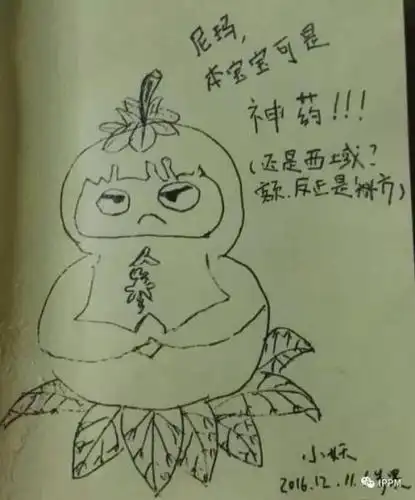 人参果怎么画简笔画