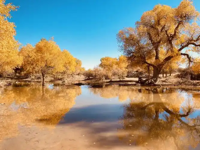 额济纳旗胡杨林一一中国最美秋天.