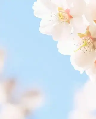 陈明仁,程杰将军后人来石祭扫郑洞国将军墓园