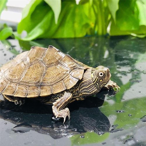 [深水龟]地图龟苗小地图龟清洁龟活体宠物水龟观赏龟活物深水观赏龟 5