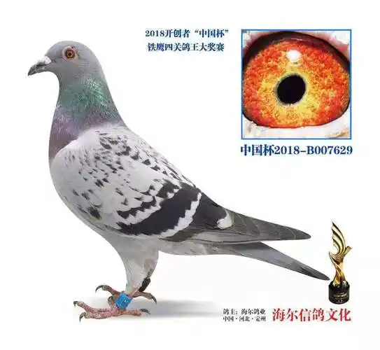 2018年开创 鸽王345