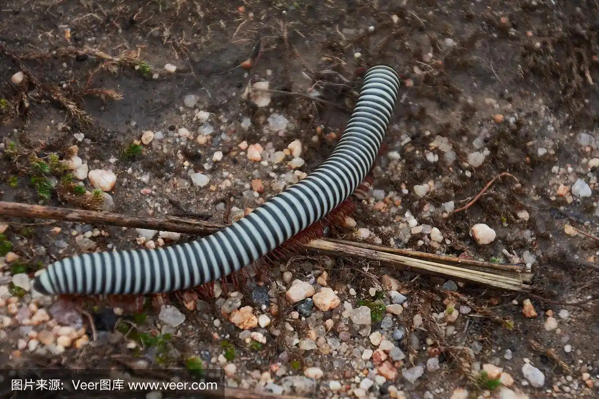 克鲁格国家公园,非洲,南非,蜈蚣,黑白图片