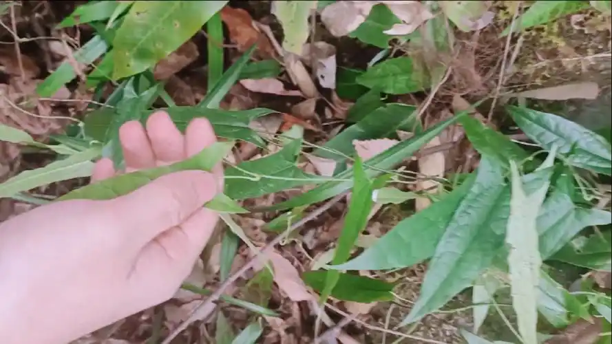 九龙胆很很珍贵味道也很苦,就是太难挖