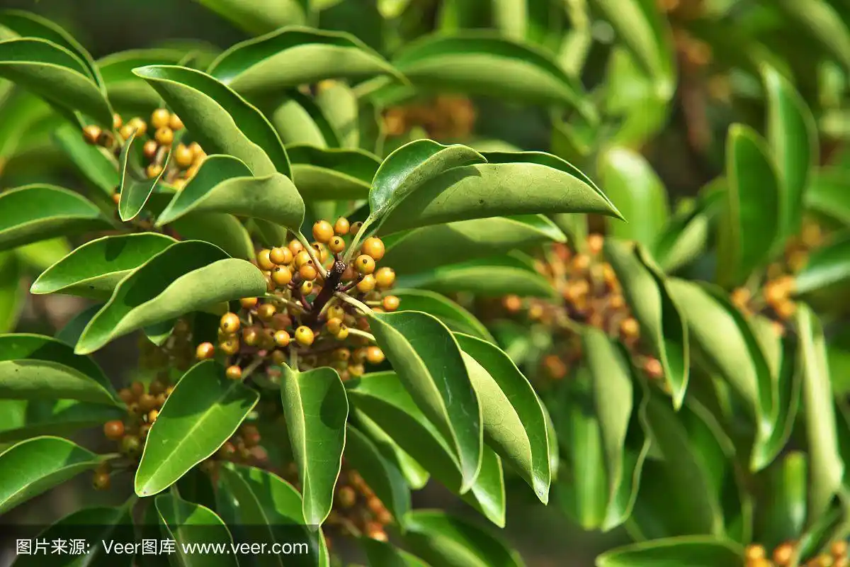 冬青树果实的药用功效(冬青树果实的药用功效与作用)