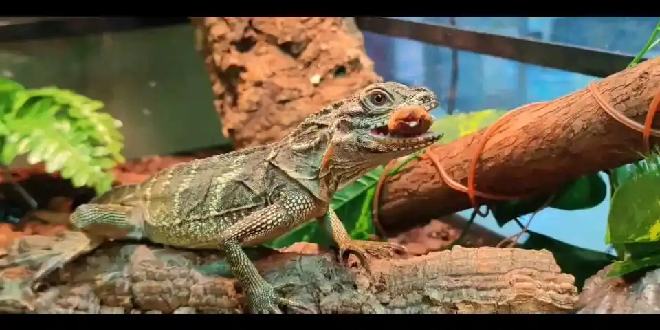 【爬宠】斑帆蜥干饭